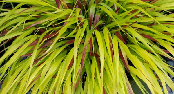 Hakonechloa-macra-SunFlare