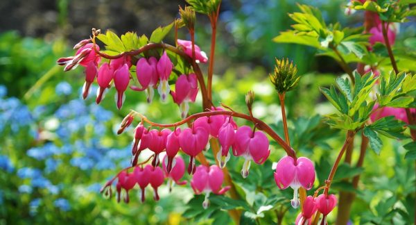 bleeding-heart-748549_960_720